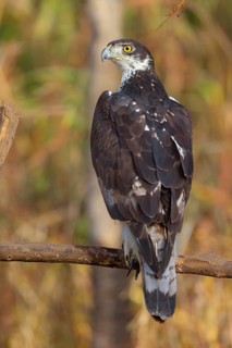 African Hawk-eagle, Acacia eagle, (Aquila spilogaster), perch, Tendaba camp / Tendaba photo hid,