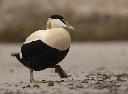 Common Eider (Somateria mollissima) male, Schleswig-Holstein, Germany