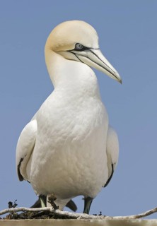 Northern Gannet (Morus bassanus), Quebec, Canada