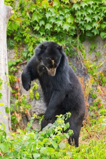 American black bear (Ursus americanus), climbing an old tree trunk, captive, Bavaria, Germany