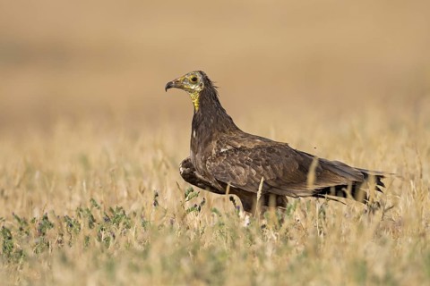 Egyptian Vulture (Neophron percnopterus) juvenile in field, Castile-La Mancha, Spain