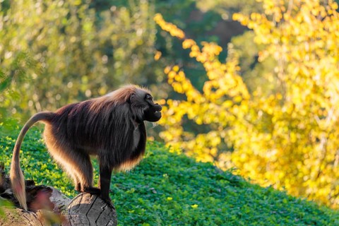 An adult male gelada (Theropithecus gelada), or bloodheart monkey, stands in beautiful light on a