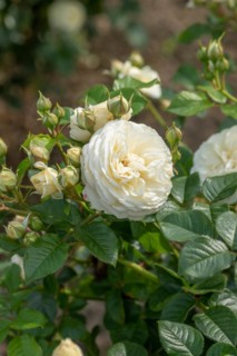 Shrub rose (Rosa ARTEMIS), Germany