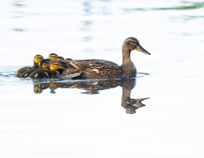Mallard (Anas platyrhynchos), female, mother duck with chicks, young birds, swimming on a pond,