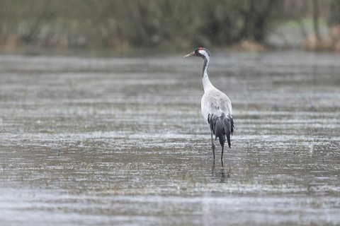 Crane (Grus grus) standing on a flooded meadow during rain, Lower Saxony, Germany