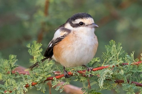 Masked Shrike, (Lanius nubicus), Animals, Birds, Israel