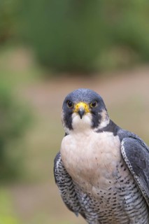 Portrait of an adult Peregrine falcon, Falco peregrinus peregrinus