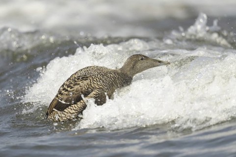 Common Eider (Somateria mollissima) female, Bornholm, Denmark