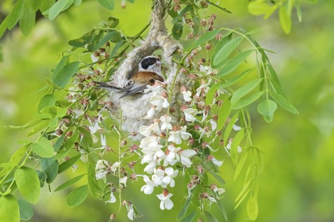 Penduline Tit, (Remiz pendulinus), Rémiz penduline, animals, birds, tits, family of Penduline Tits,