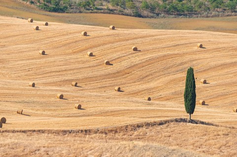 Typical Tuscan landscape in Val d'Orcia with hills, trees, fields, cypresses and farm road in
