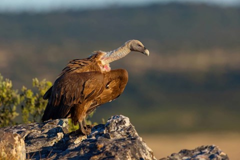 Griffon Vulture, Eurasian Griffon Vulture, Griffon Vulture, Eurasian Griffon, (Gyps fulvu), Vautour