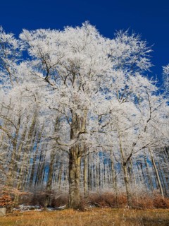 Beech woodland (Fagus sylvatica), covered in hoarfrost against a deep blue sky in winter, beside