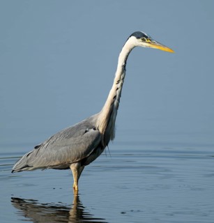 Grey heron (Ardea cinerea) foraging in the shallow water zone of a lake, blue water, Lower Saxony,