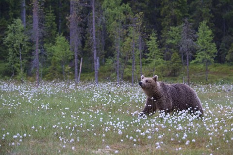 Eurasian Brown Bear (Ursus arctos) standing in white cottongrass forest glade, Finland
