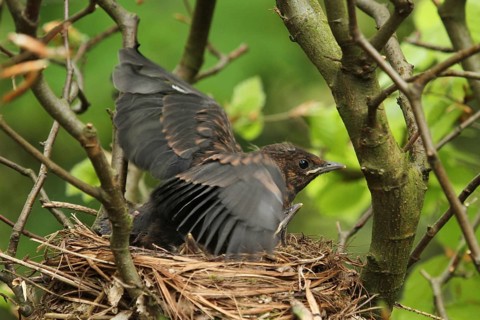 Common Blackbird (Turdus merula) chicks in nest, Lower Saxony, Germany