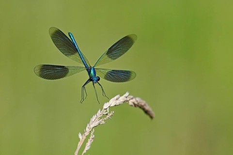 Banded demoiselle (Calopteryx splendens), male approaching a blade of grass, Switzerland