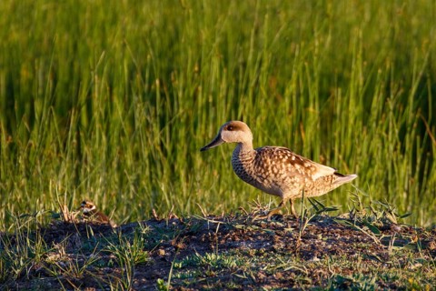 Marbled Duck (Marmaronetta angustirostris), Mallorca, Spain