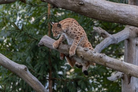 One Eurasian lynx, (Lynx lynx), climbing on a fallen tree, trying to keep the balance. Green