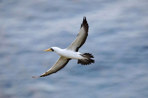 Masked Booby (Sula dactylatra tasmani) flying, Norfolk Island