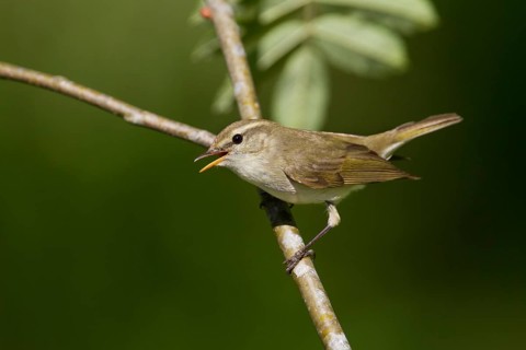 Greenish Warbler - Grünlaubsänger - Phylloscopus trochiloides