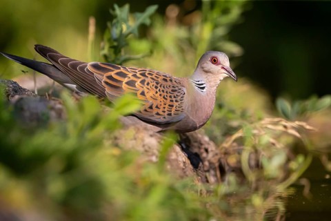 Turtle dove (Streptopelia turtur) comes to drink, Hungary