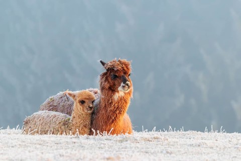 Alpaca (Vicugna pacos), mother and her young, brown animal, white animal, adult animal, female