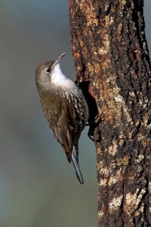 White-throated Treecreeper (Cormobates leucophaea) male, Victoria, Australia