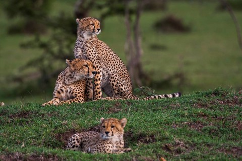 Cheetah (Panthera pardus), South Africa