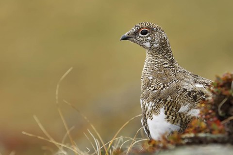 Rock Ptarmigan (Lagopus muta), Tyrol, Austria