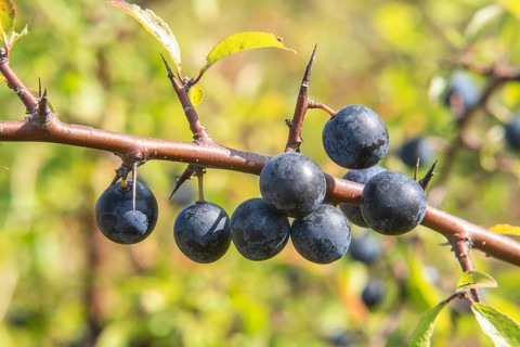 Blackthorn (Prunus spinosa), branch with fruit in Ystad, Skåne County, Sweden, Scandinavia