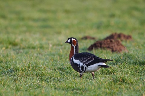 Red-breasted Goose (Branta ruficollis), North Rhine-Westphalia, Germany