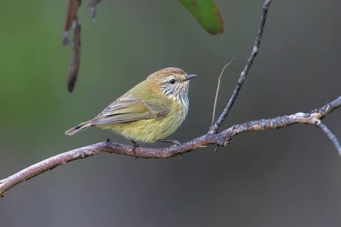 Striated Thornbill (Acanthiza lineata), Victoria, Australia
