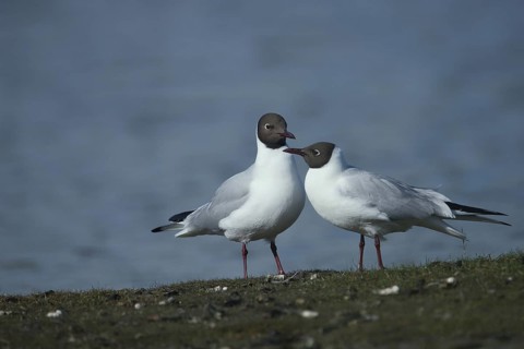 Two black-headed gulls mating (Larus ridibundus), mating behaviour, couple, De Wagejot, Texel,