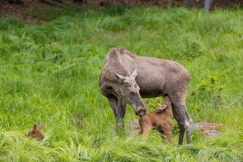 Two baby moose or elk. One of them getting suckled by their mother, Alces alces, (19 days old, born