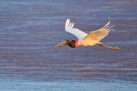 A large bird flies horizontally over a dark lake at dusk, Jabiru (Jabiru mycteria), Pantanal, Mato