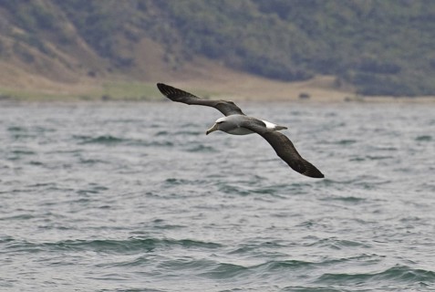 Salvin's Albatross (Thalassarche salvini), New Zealand