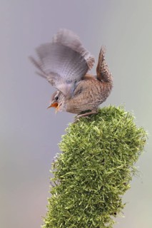 Eurasian Wren (Troglodytes troglodytes) singing, Bern, Switzerland