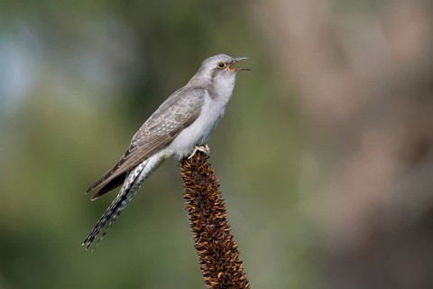 Pallid Cuckoo (Cacomantis pallidus) calling, Victoria, Australia
