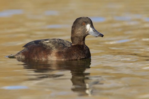 New Zealand Scaup (Aythya novaeseelandiae) female, New Zealand