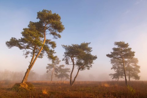 Pine (Pinaceae) in the moor with fog, nature reserve, Vernner Moor, Neuenkirchen-Vörden, Lower
