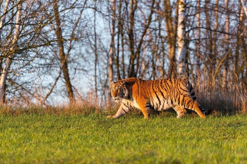One young female Siberian Tiger, Panthera tigris altaica, running on a green meadow in front of