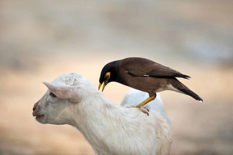 Common Myna (Acridotheres tristis) looking on a goat for ticks, Kaziranga National Park, India