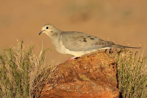 Mourning Dove (Zenaida macroura), Arizona, USA