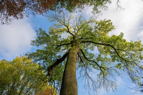 Autumn European ash (Fraxinus excelsior) Mecklenburg-Western Pomerania, Germany