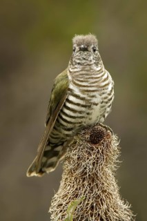 Shining Bronze Cuckoo (Chrysococcyx lucidus), Western Australia, Australia