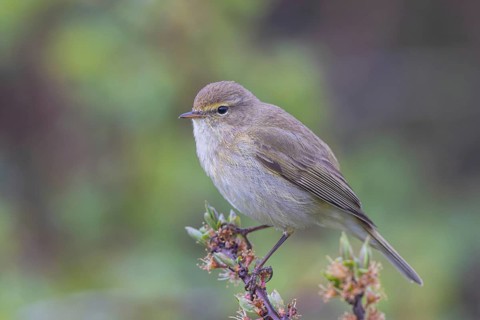 Common Chiffchaff (Phylloscopus collybita) perched on a branch, North Rhine-Westphalia, Germany