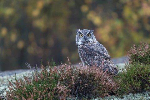One adult Great horned owl (Bubo virginianus) sitting on the ground between heather. A forest in