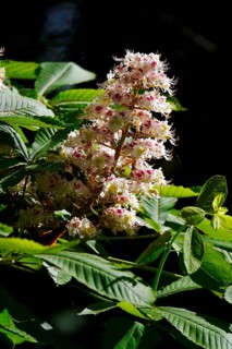Blooming chestnut tree, May, Germany