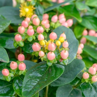 St John's wort (Hypericum × inodorum MAGICAL BEAUTY), Hooftmann Nursery, Netherlands