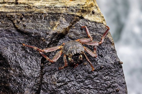 Crab climbing up a black rock, roughened and wet, The Grapsus albolineatus crab (Grapsus